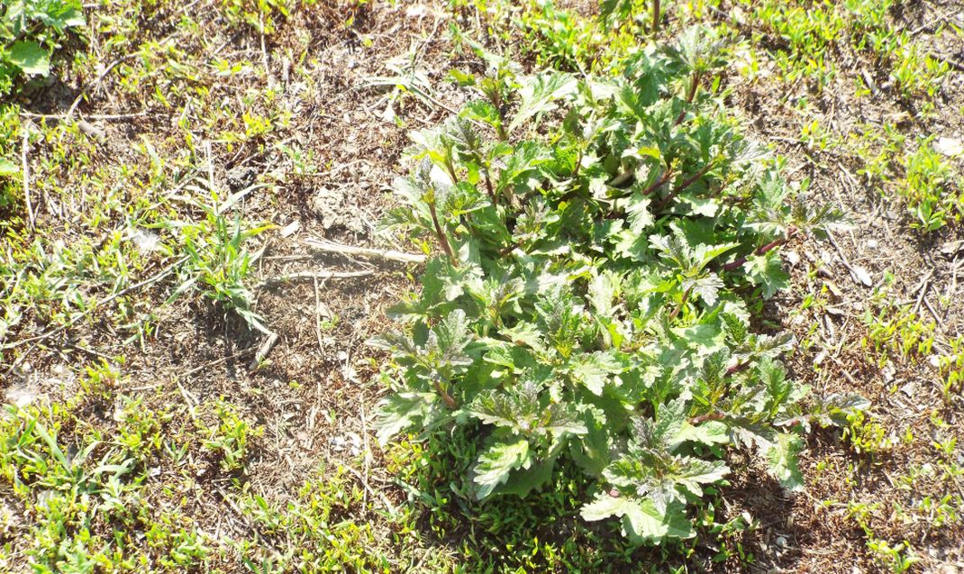 Verbena officinalis  (Verbenaceae)