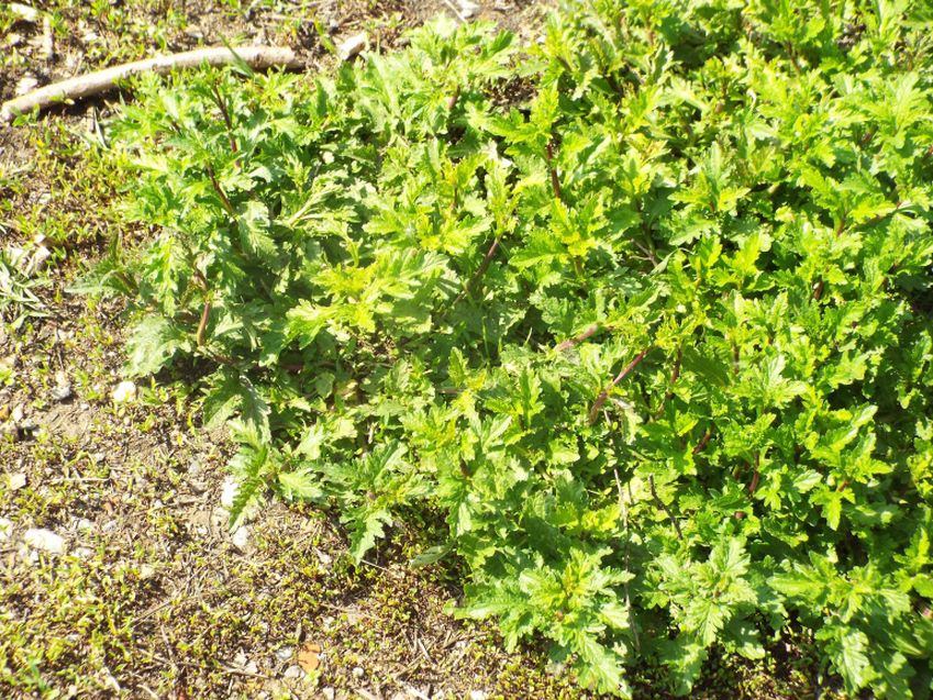 Verbena officinalis  (Verbenaceae)