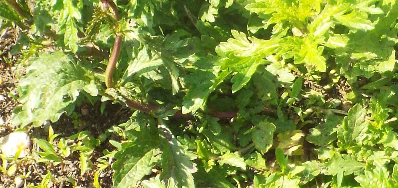 Verbena officinalis  (Verbenaceae)