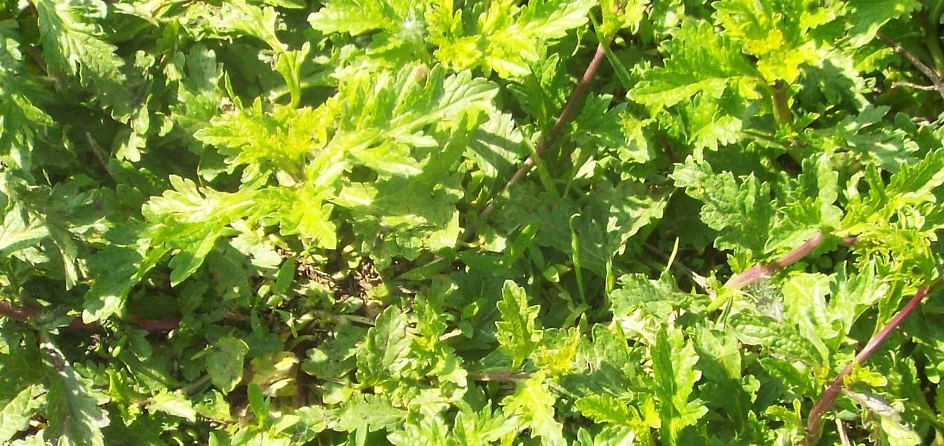 Verbena officinalis  (Verbenaceae)