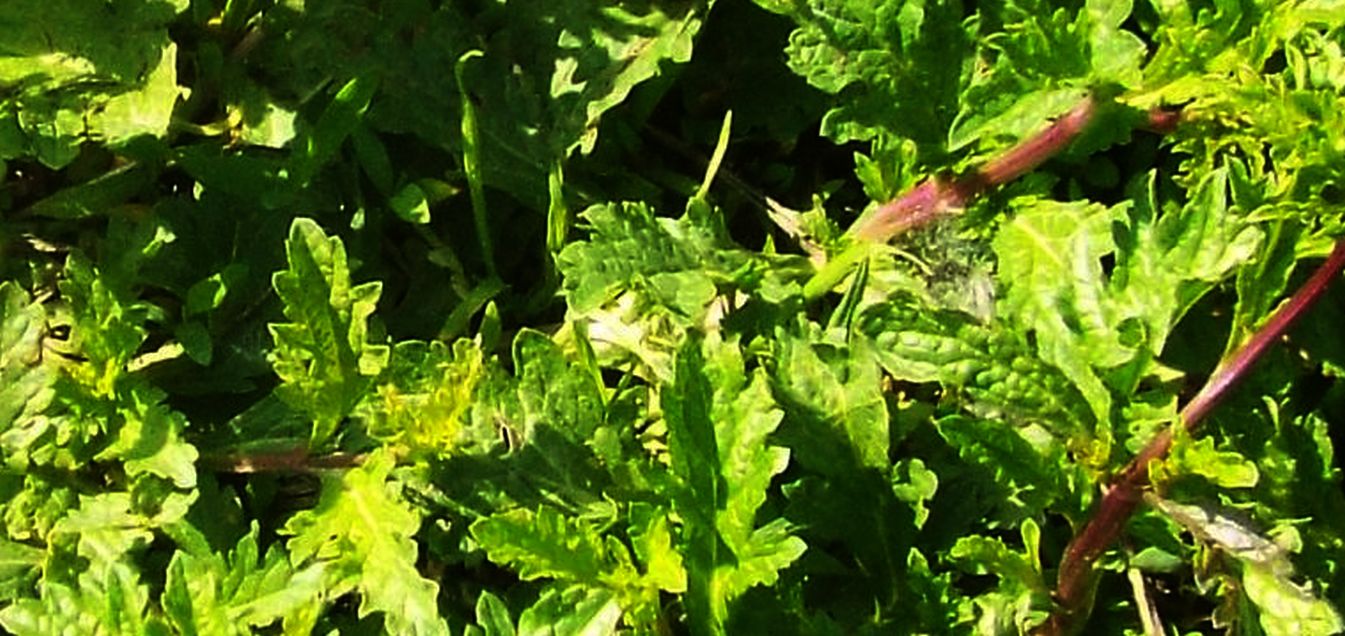 Verbena officinalis  (Verbenaceae)