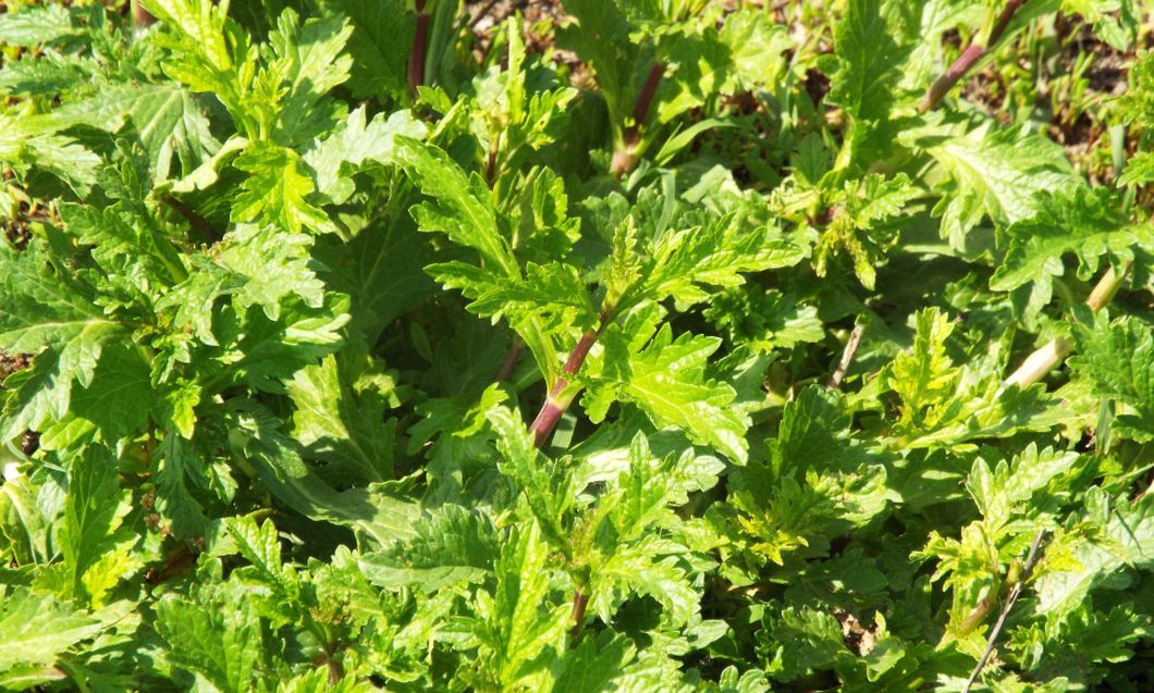 Verbena officinalis  (Verbenaceae)