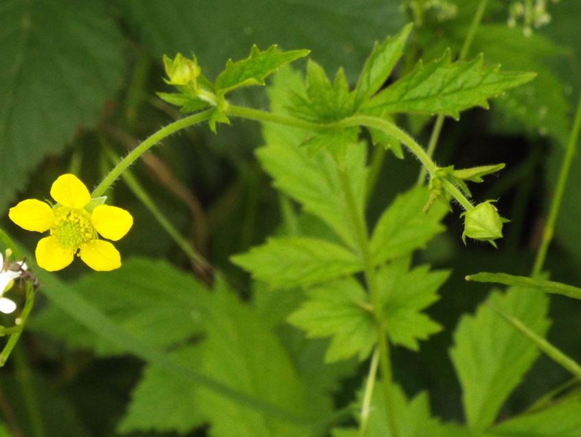 Rosaceae: Potentilla sp.?  No, Geum urbanum