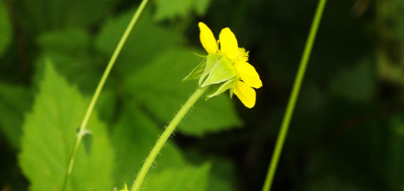 Rosaceae: Potentilla sp.?  No, Geum urbanum