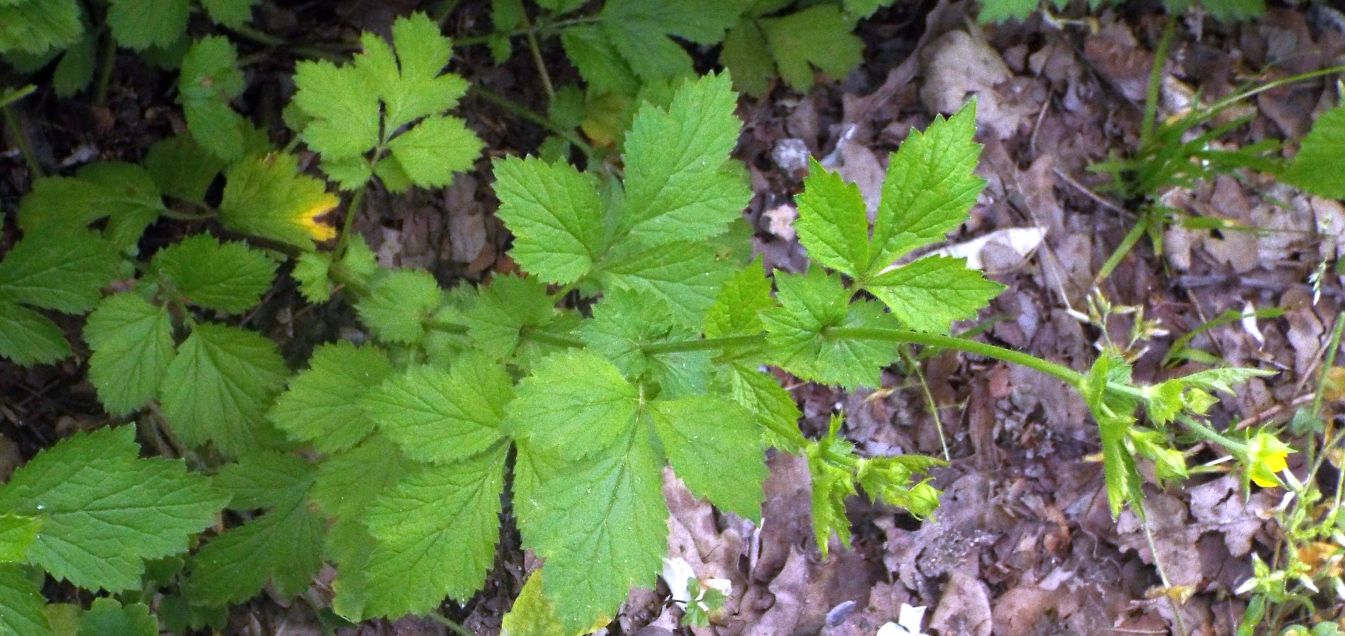 Rosaceae: Potentilla sp.?  No, Geum urbanum