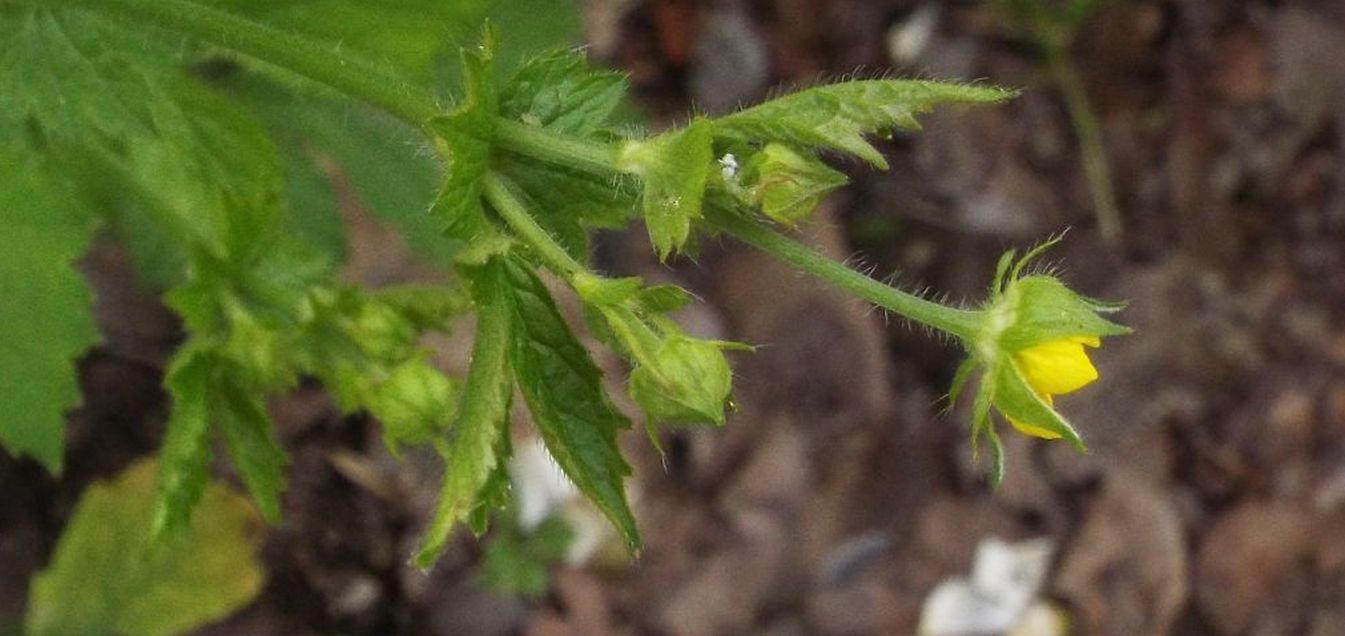 Rosaceae: Potentilla sp.?  No, Geum urbanum