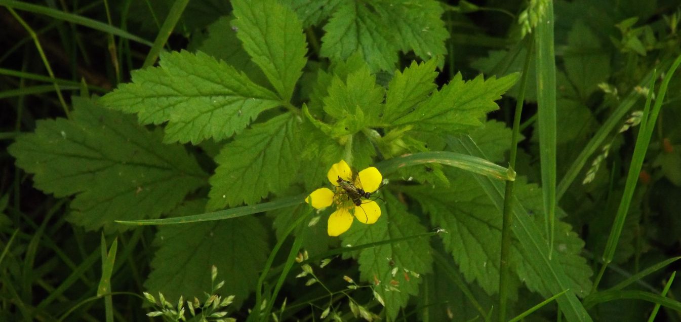 Rosaceae: Potentilla sp.?  No, Geum urbanum