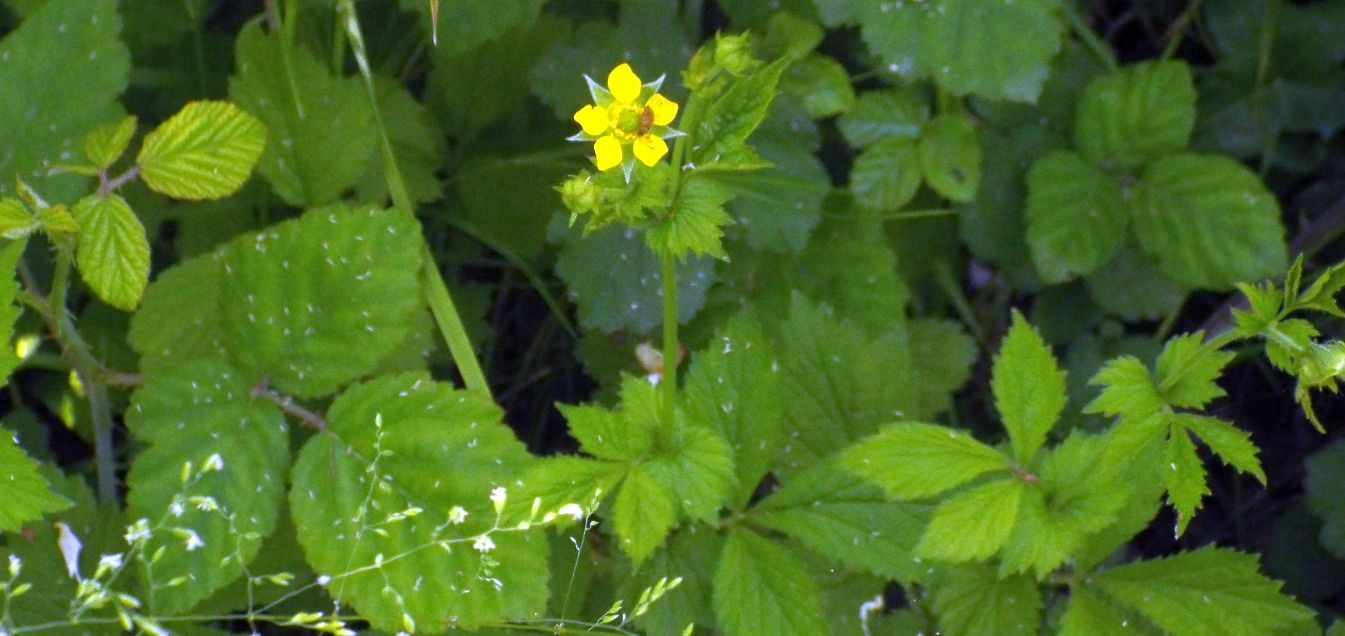 Rosaceae: Potentilla sp.?  No, Geum urbanum