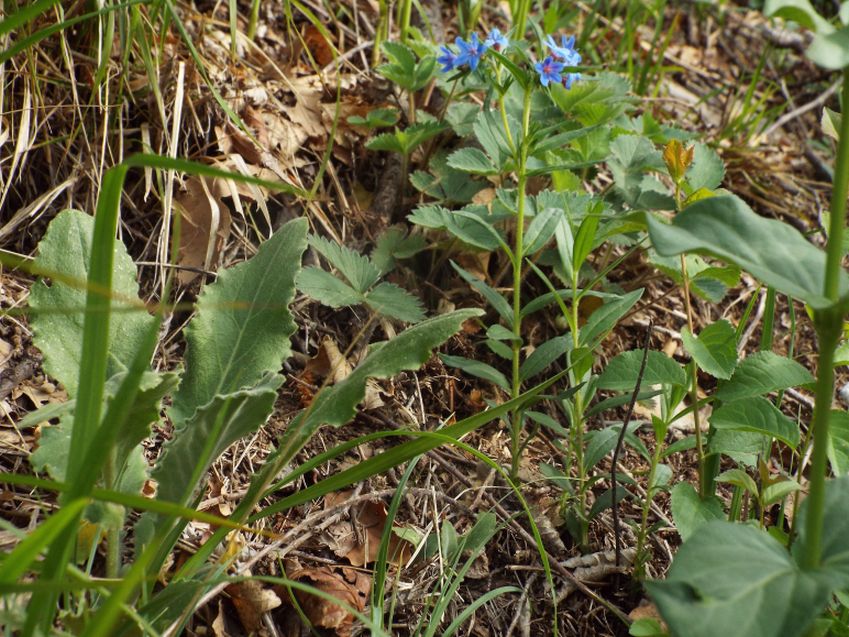 Buglossoides purpurocaerulea (Boraginaceae)