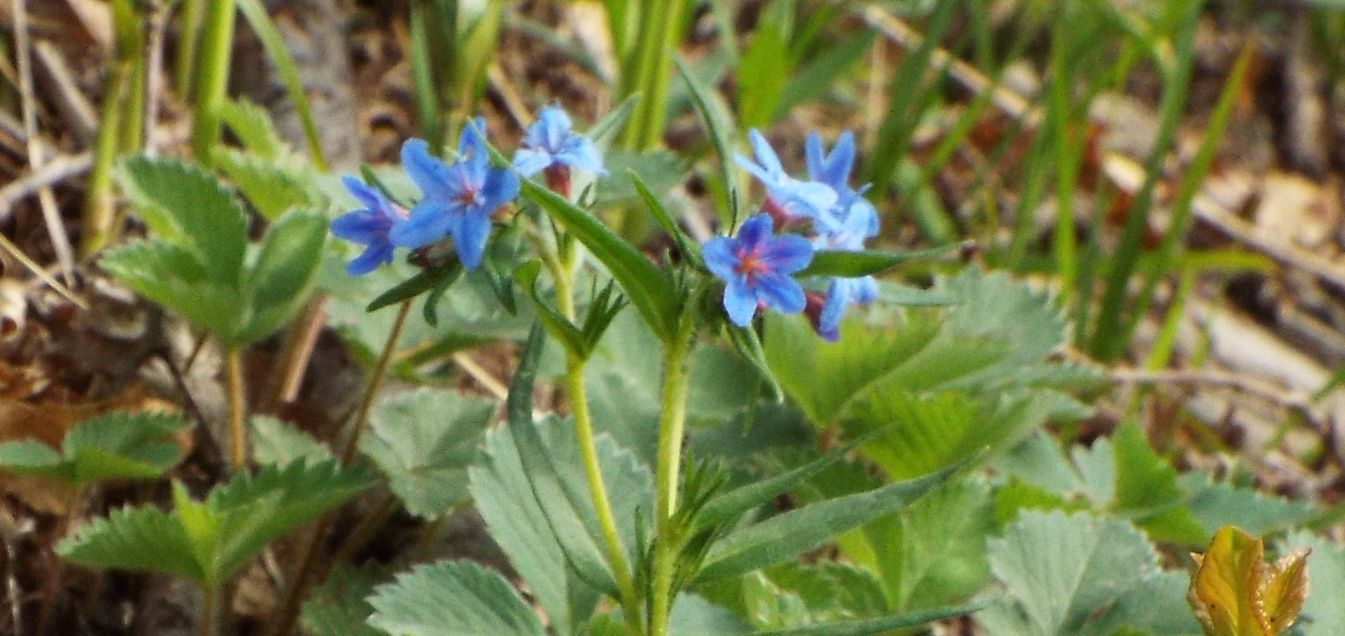 Buglossoides purpurocaerulea (Boraginaceae)