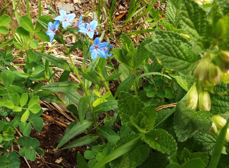 Buglossoides purpurocaerulea (Boraginaceae)