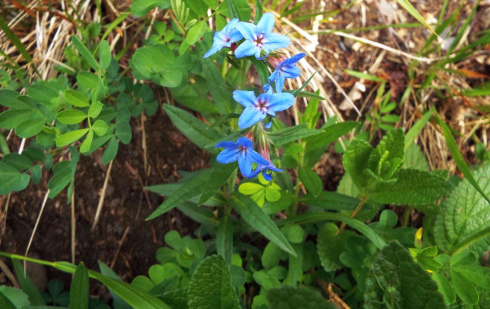 Buglossoides purpurocaerulea (Boraginaceae)