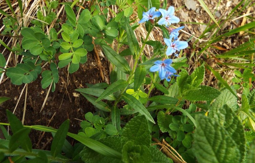 Buglossoides purpurocaerulea (Boraginaceae)