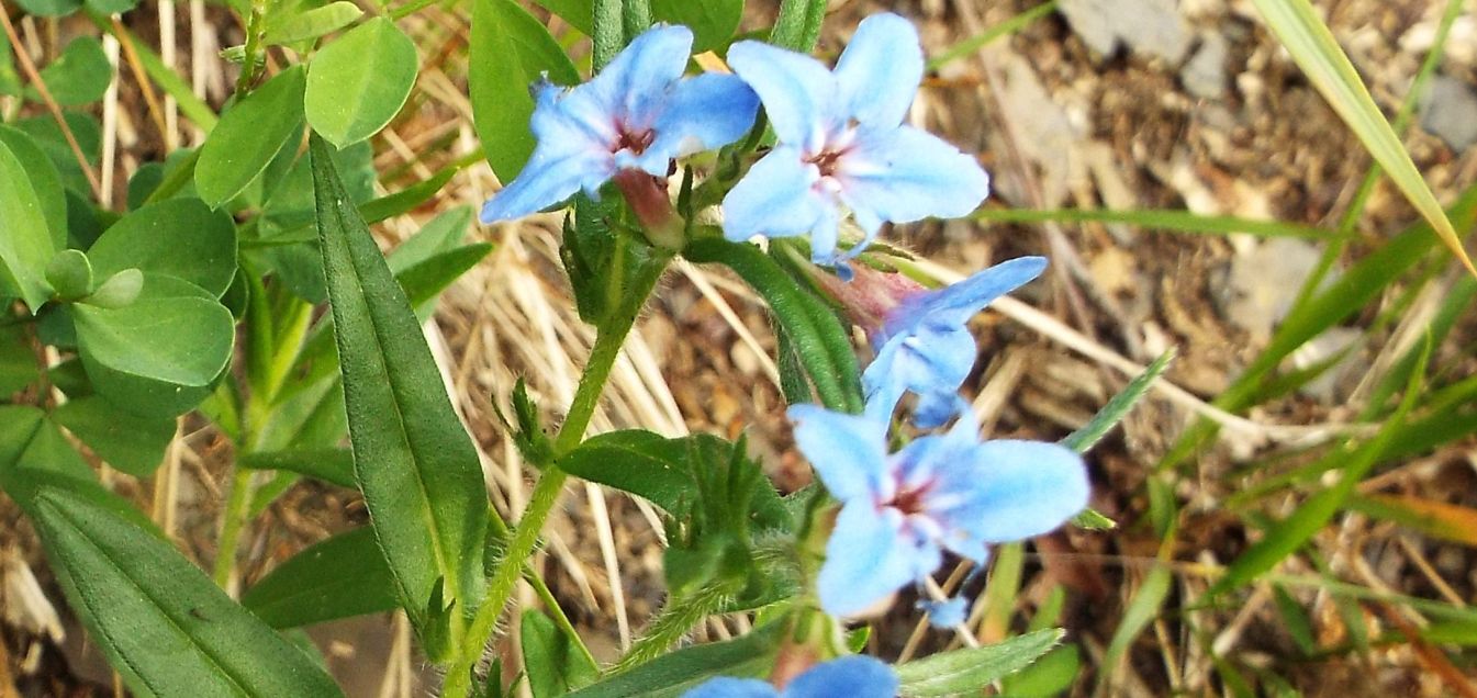 Buglossoides purpurocaerulea (Boraginaceae)