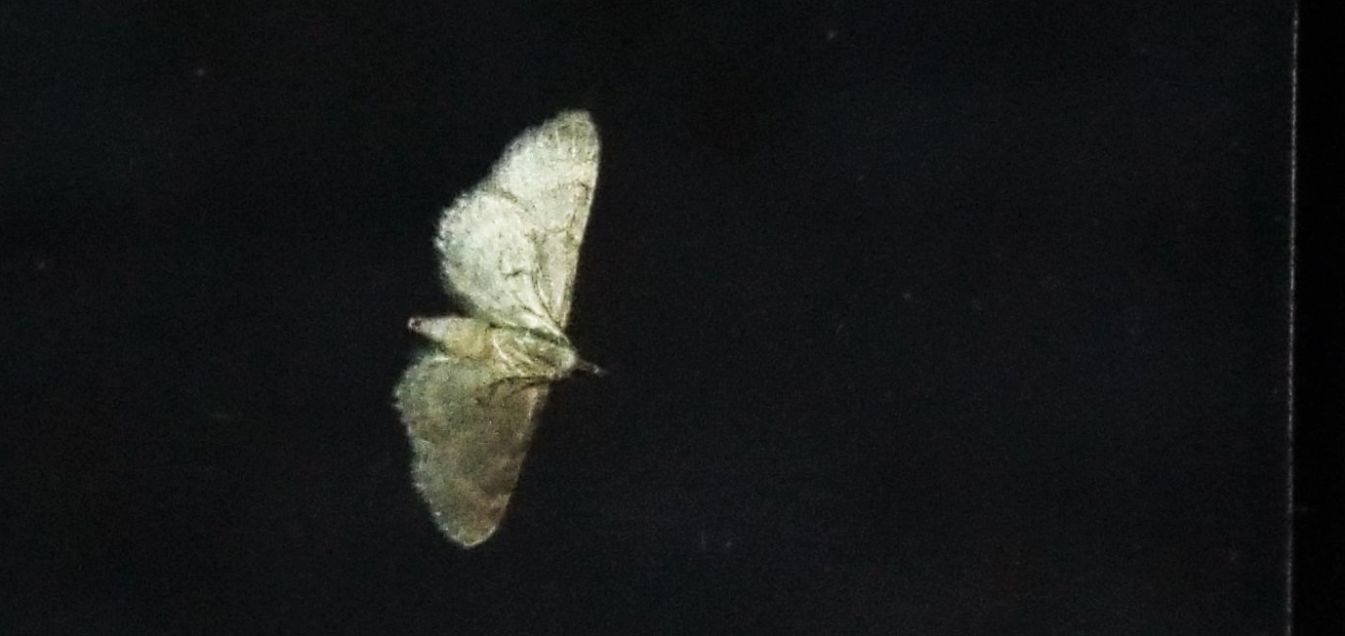 Geometridae: Gymnoscelis rufifasciata