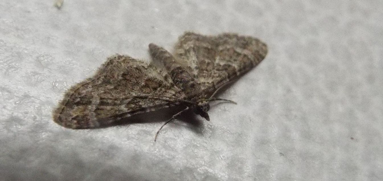 Geometridae: Gymnoscelis rufifasciata