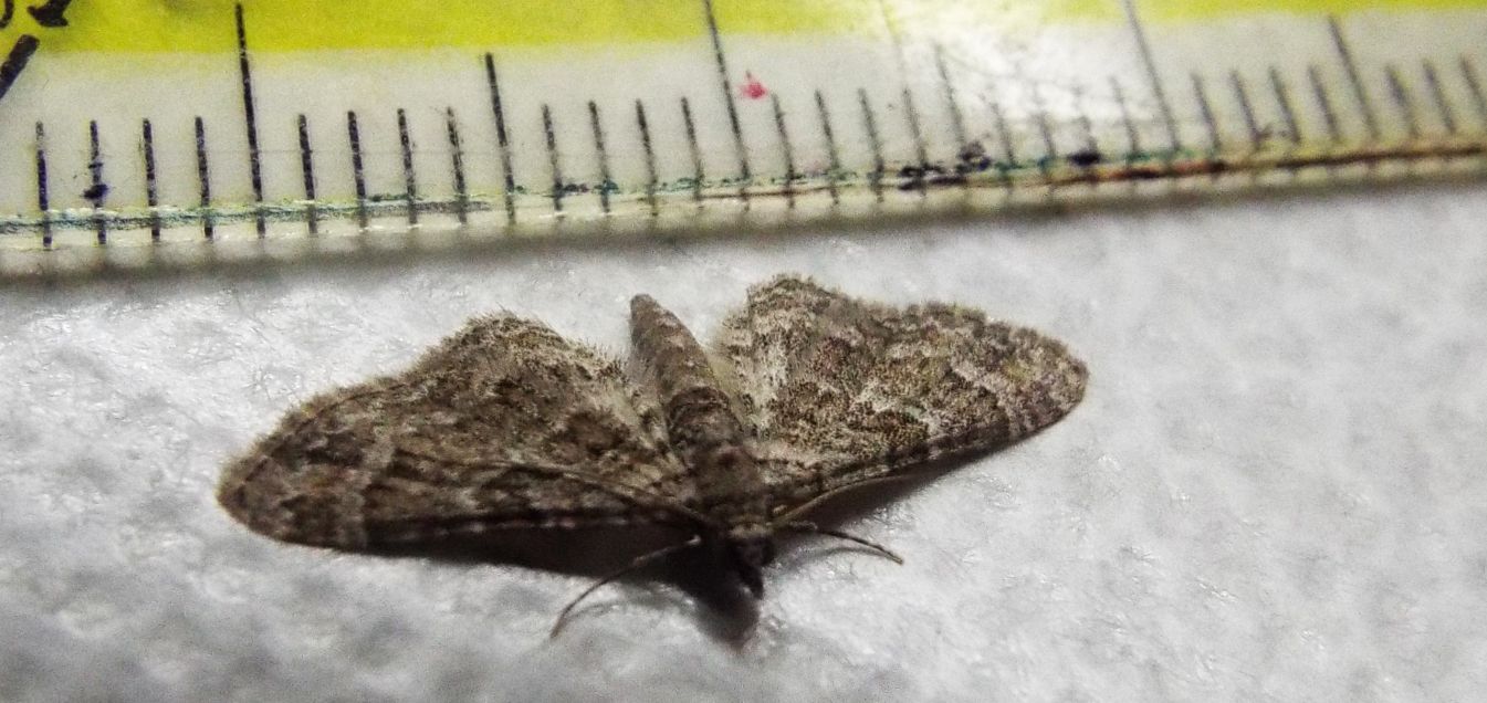 Geometridae: Gymnoscelis rufifasciata