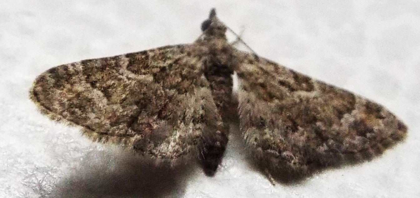 Geometridae: Gymnoscelis rufifasciata