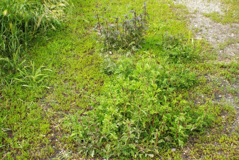 Verbena officinalis  (Verbenaceae)