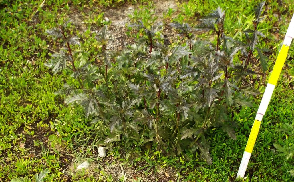 Verbena officinalis  (Verbenaceae)