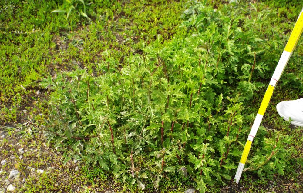 Verbena officinalis  (Verbenaceae)