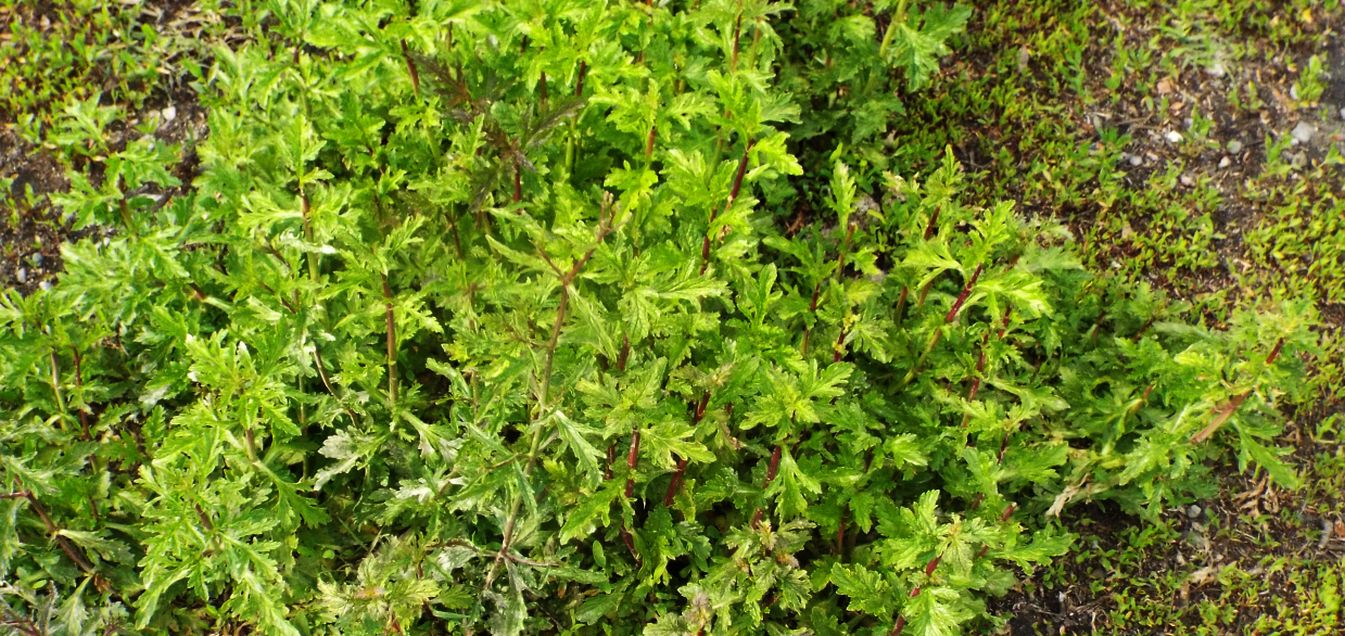 Verbena officinalis  (Verbenaceae)