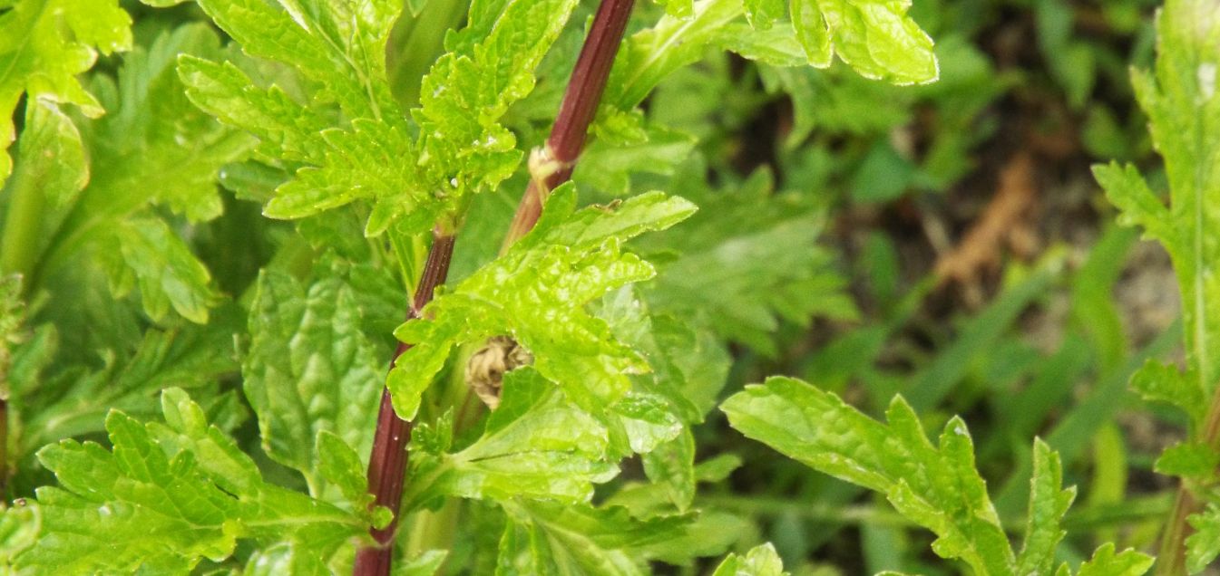 Verbena officinalis  (Verbenaceae)