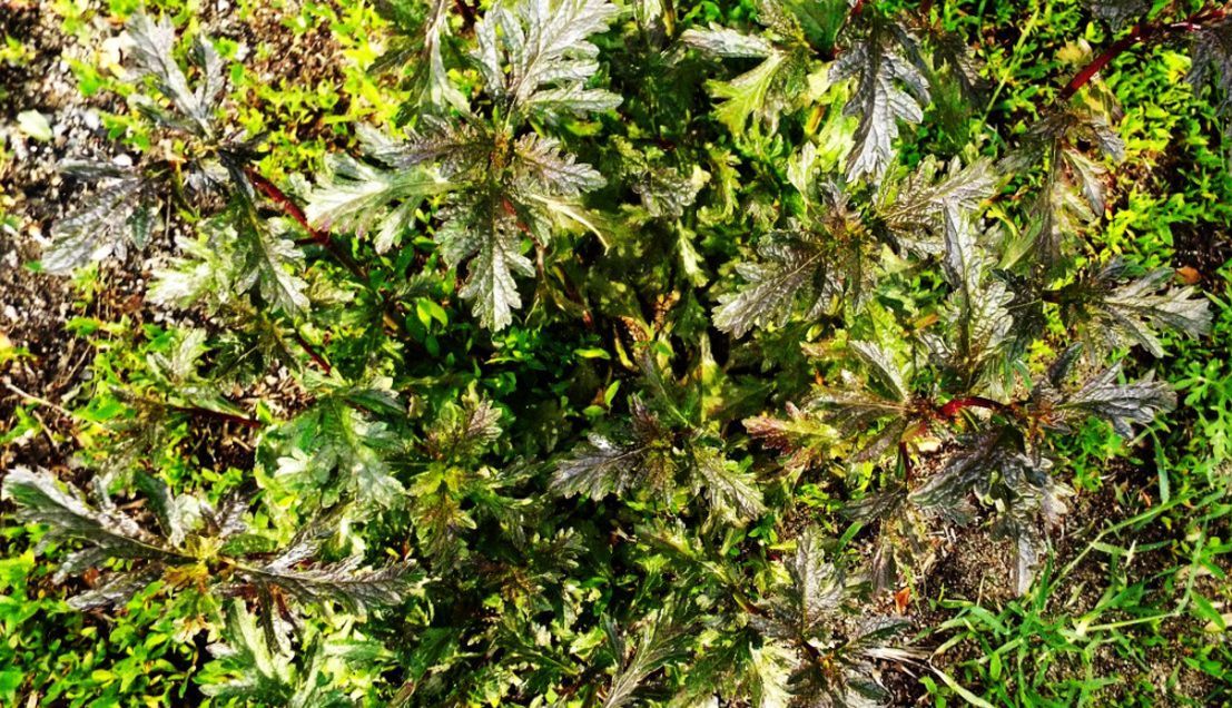 Verbena officinalis  (Verbenaceae)