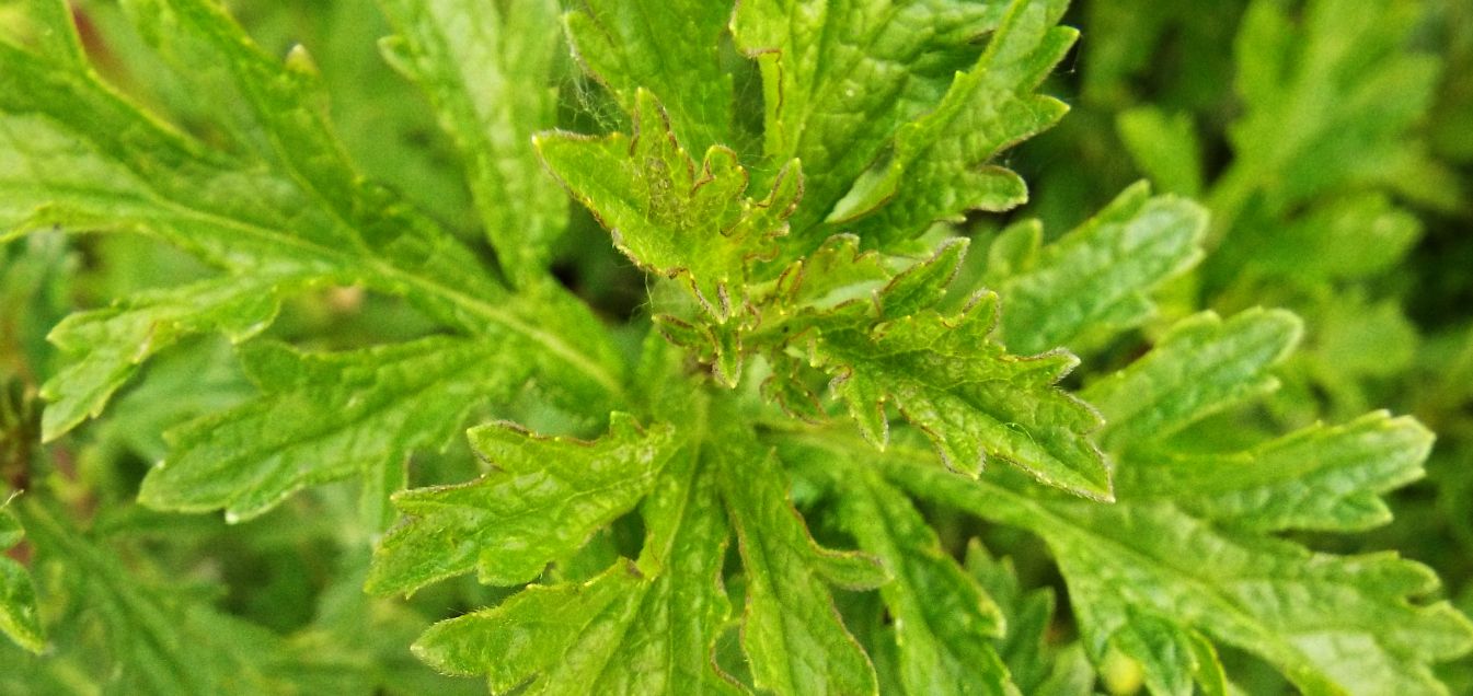 Verbena officinalis  (Verbenaceae)