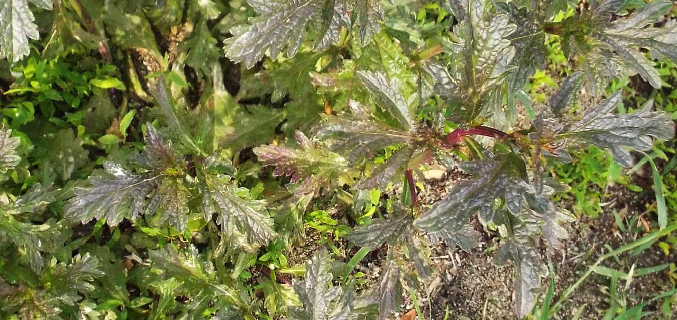 Verbena officinalis  (Verbenaceae)