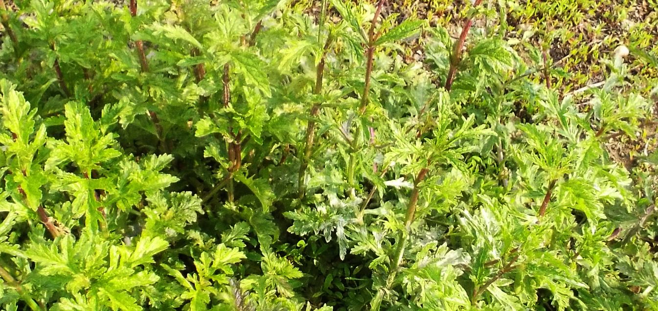 Verbena officinalis  (Verbenaceae)