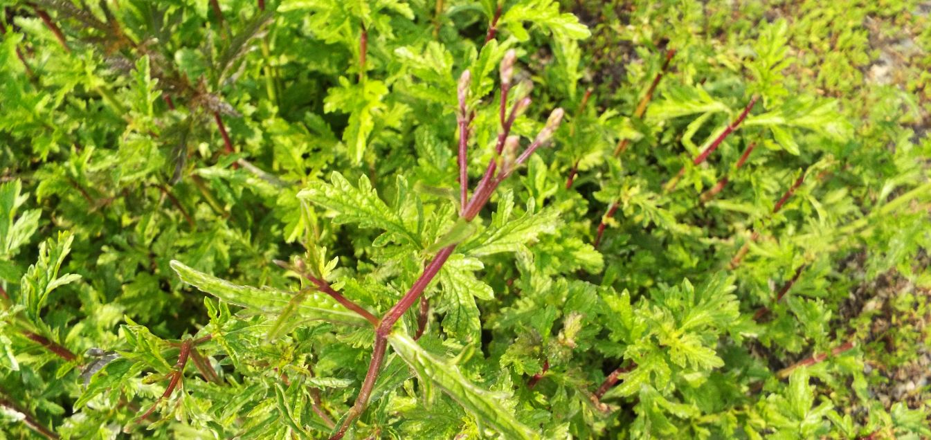 Verbena officinalis  (Verbenaceae)