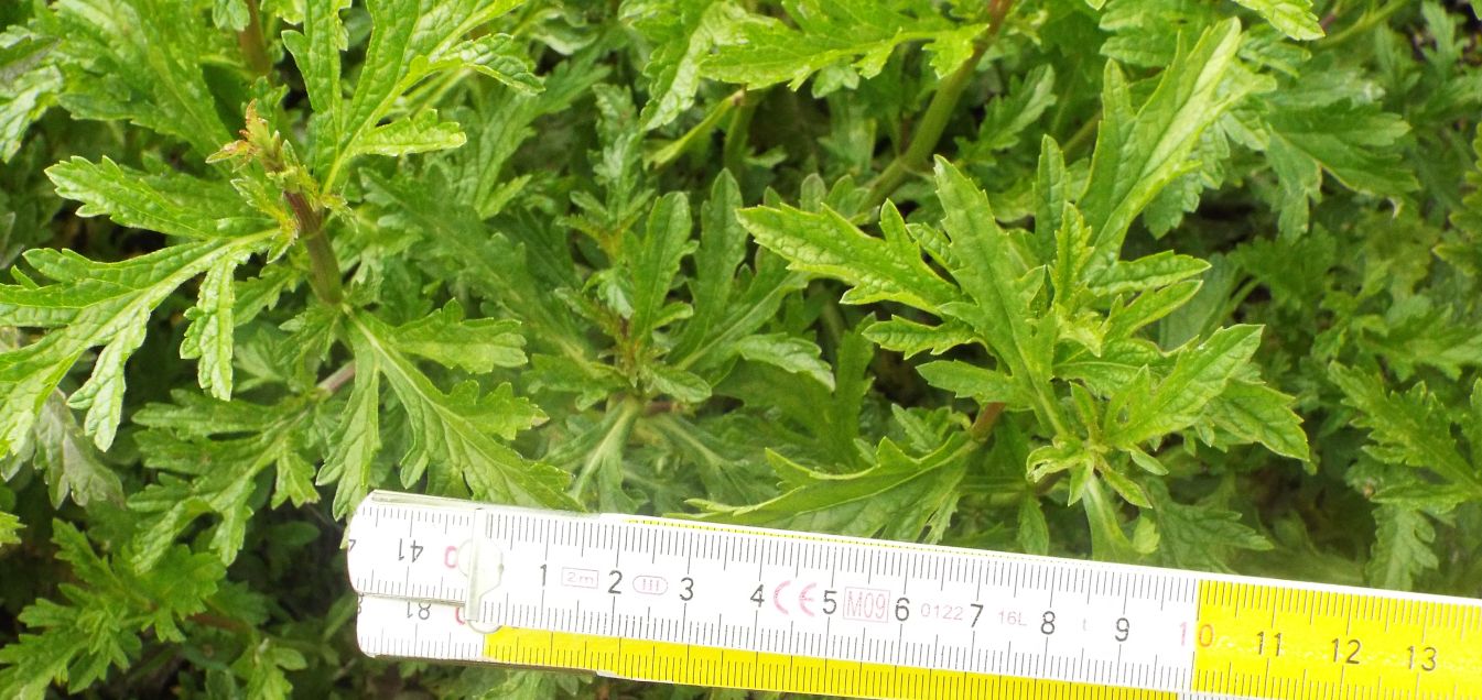 Verbena officinalis  (Verbenaceae)