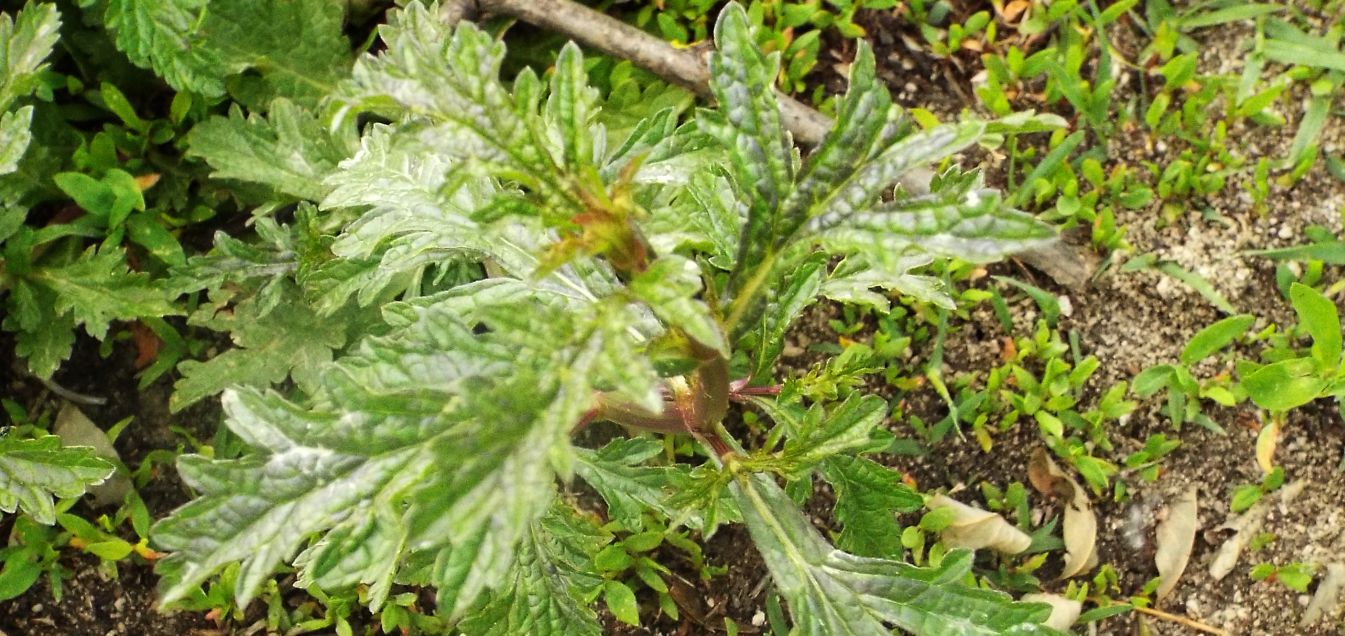 Verbena officinalis  (Verbenaceae)