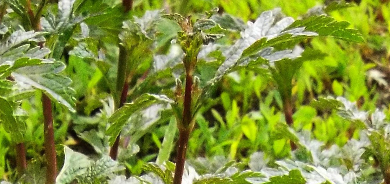 Verbena officinalis  (Verbenaceae)