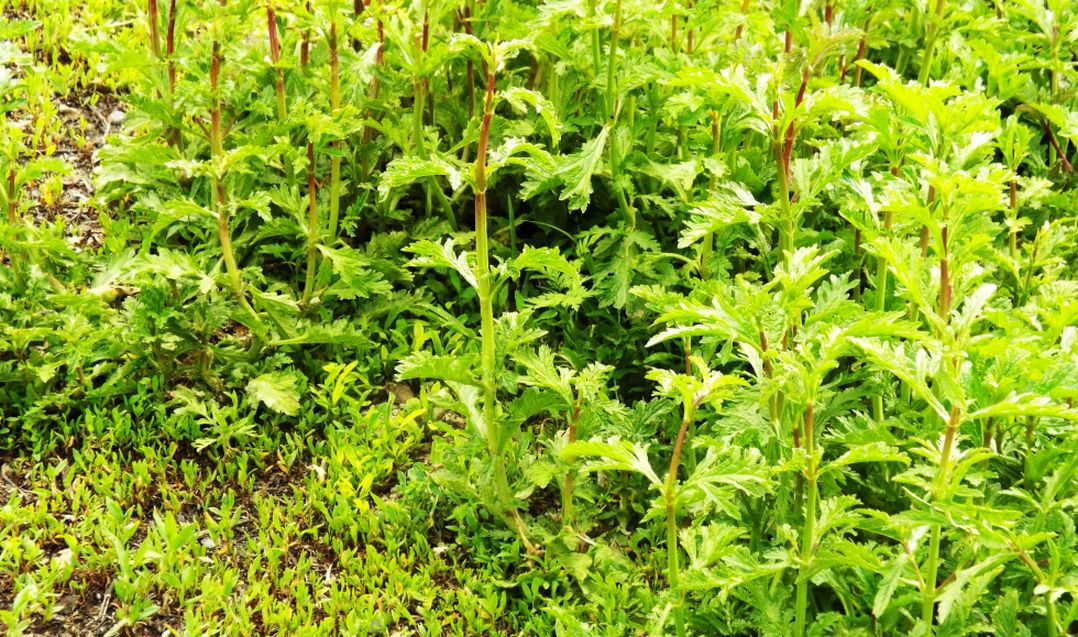 Verbena officinalis  (Verbenaceae)