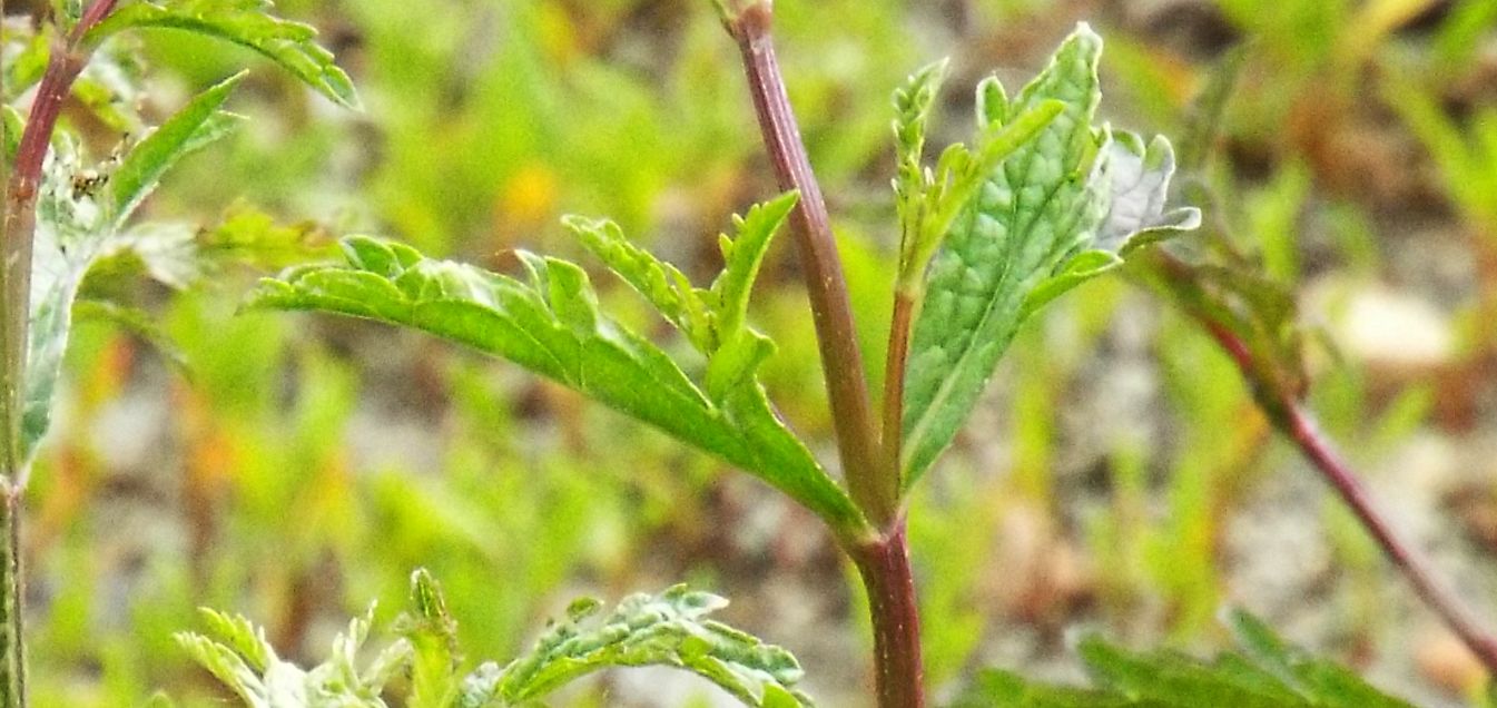 Verbena officinalis  (Verbenaceae)