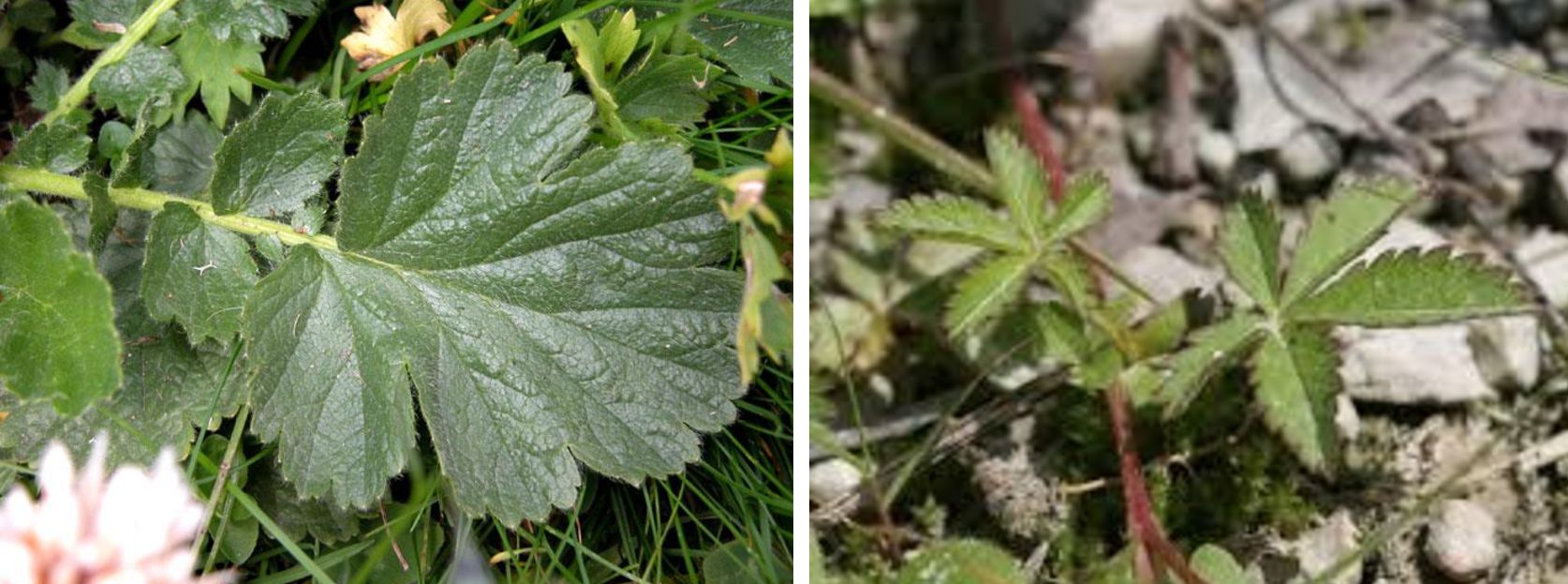 Rosaceae: Potentilla sp.?  No, Geum urbanum