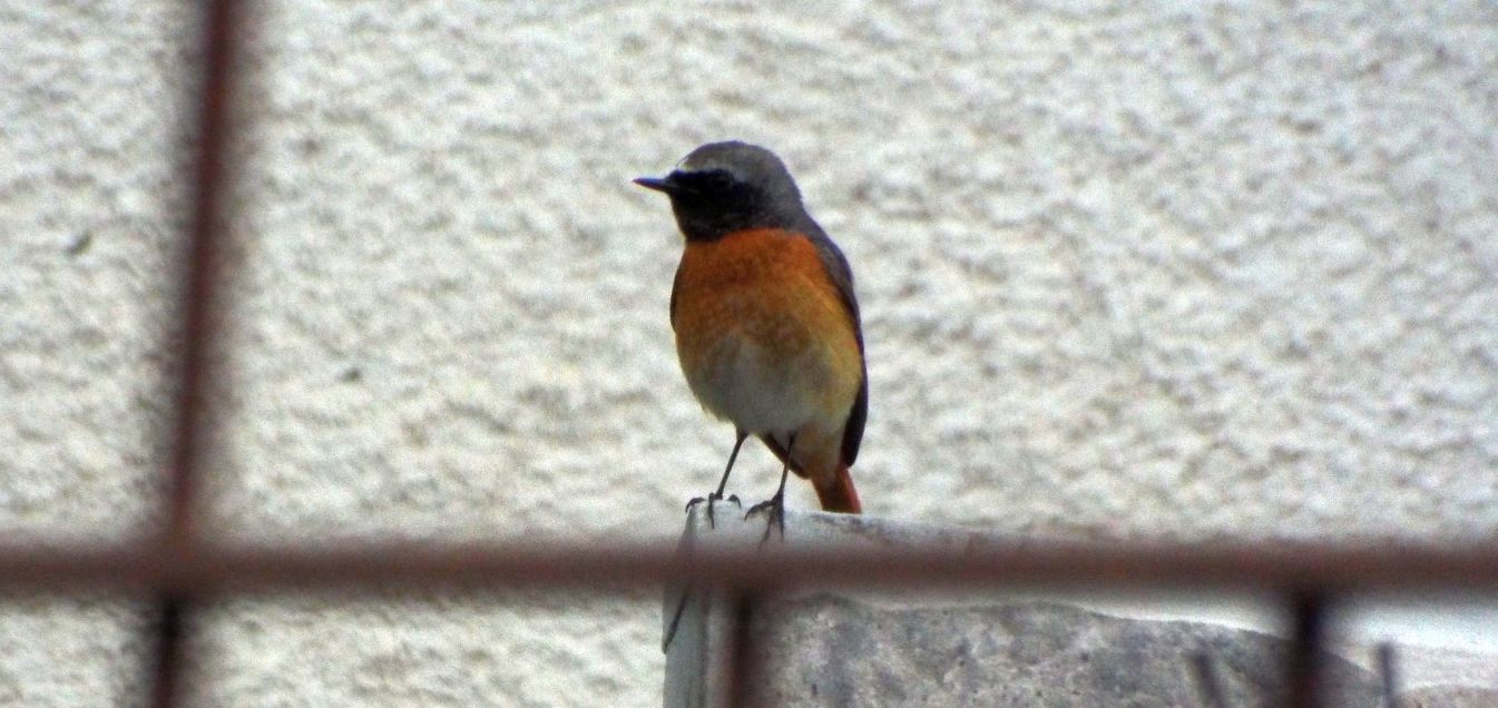 Codirosso comune (Phoenicurus phoenicurus), maschio