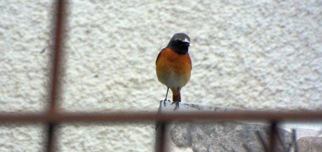 Codirosso comune (Phoenicurus phoenicurus), maschio