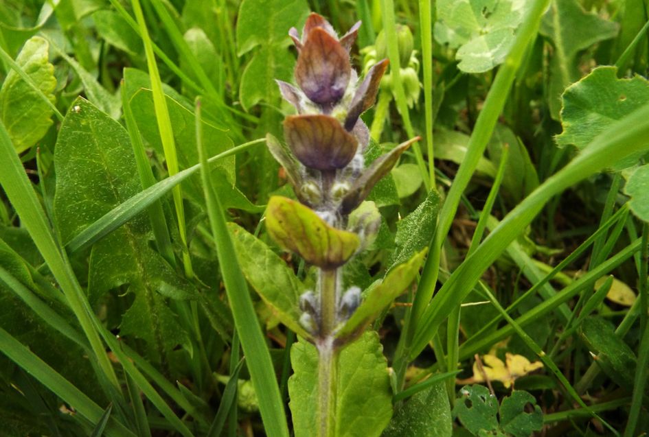 Ajuga reptans (Lamiaceae)