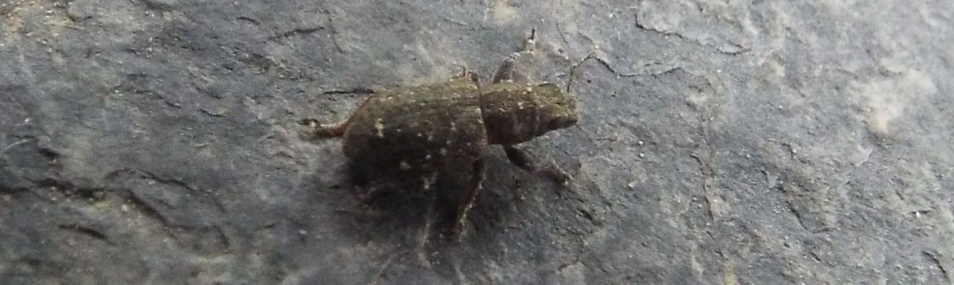 Curculionidae: Sitona sulcifrons argutulus