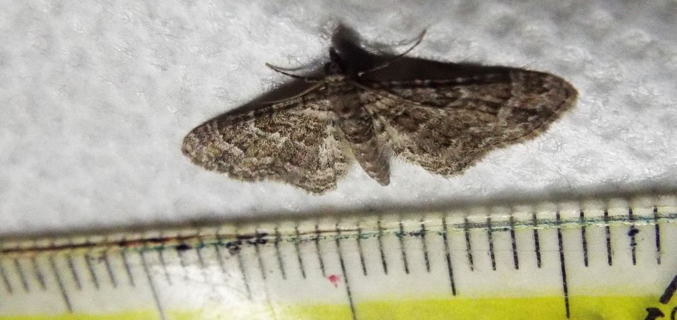 Geometridae: Gymnoscelis rufifasciata