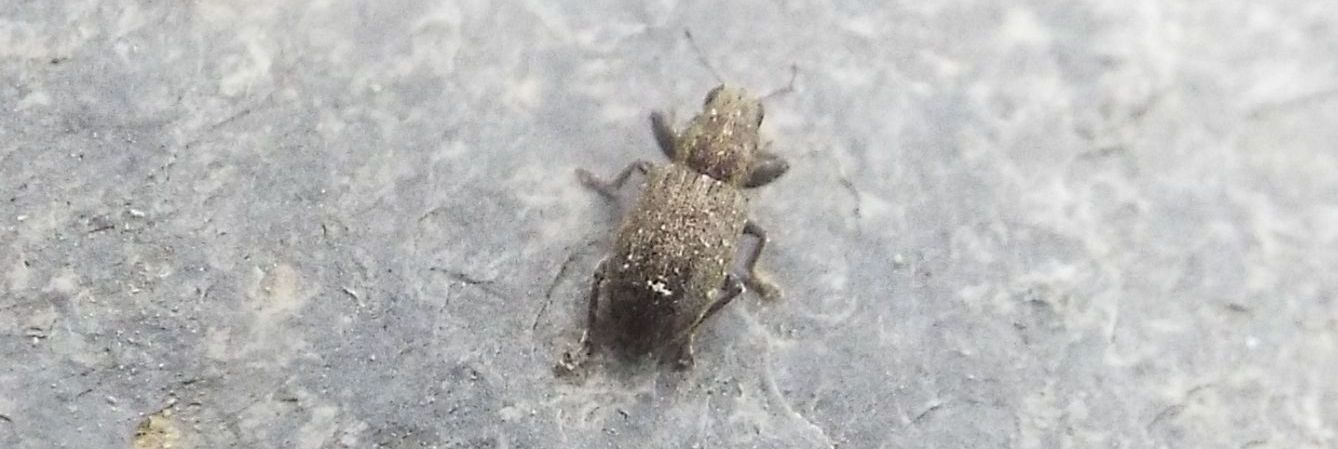 Curculionidae: Sitona sulcifrons argutulus