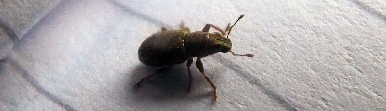 Curculionidae: Sitona sulcifrons argutulus