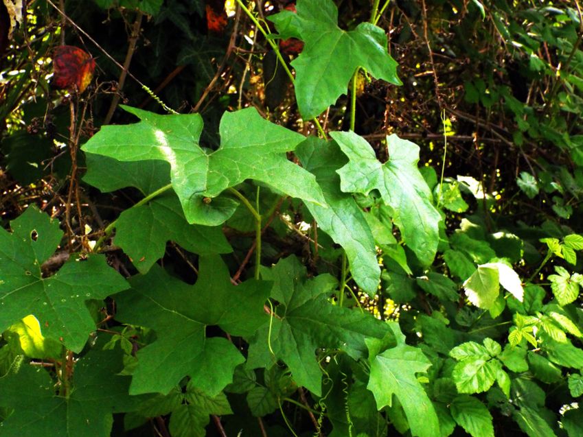 Tutte Bryonia dioica (Cucurbitaceae) ?  No, anche Humulus lupulus (Cannabaceae)