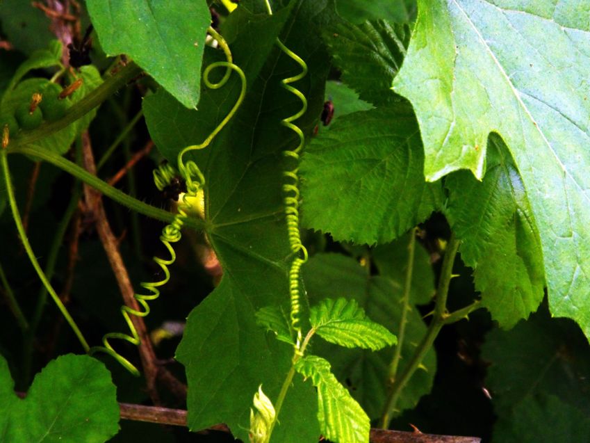 Tutte Bryonia dioica (Cucurbitaceae) ?  No, anche Humulus lupulus (Cannabaceae)