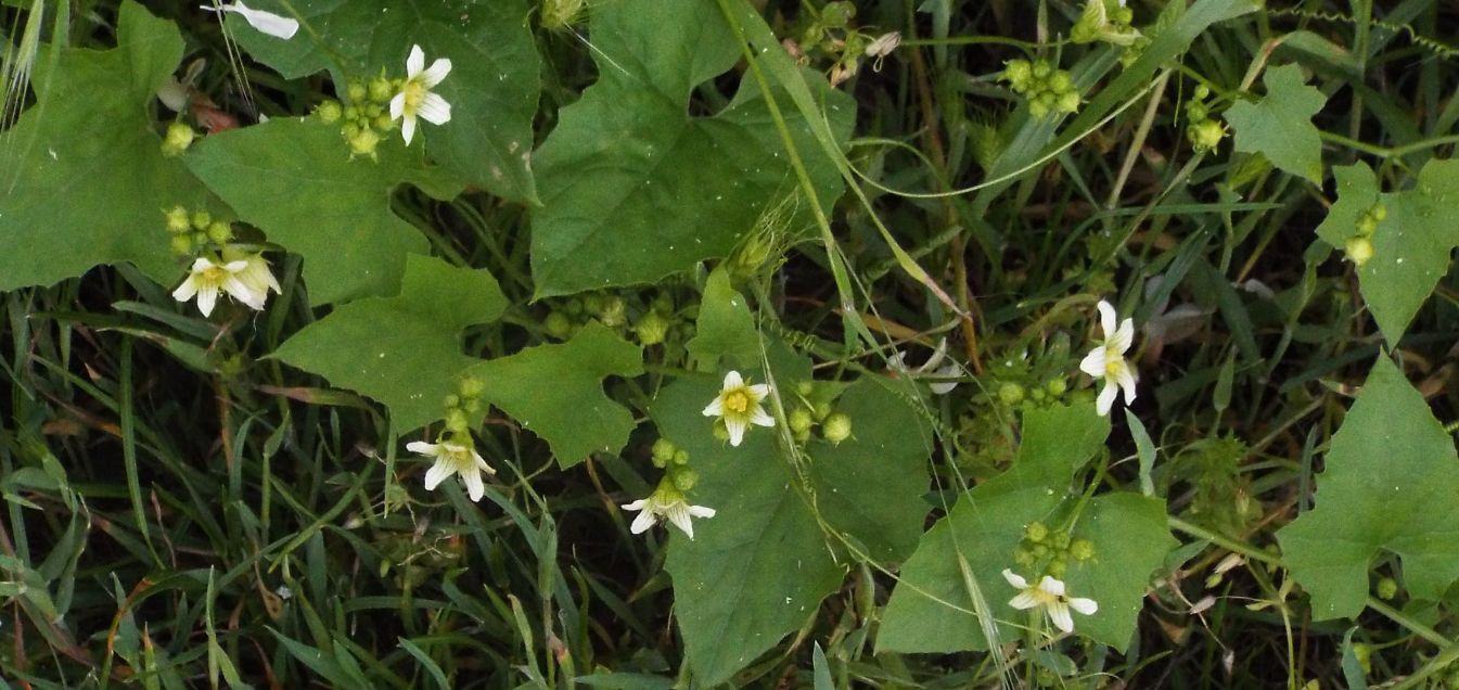 Tutte Bryonia dioica (Cucurbitaceae) ?  No, anche Humulus lupulus (Cannabaceae)