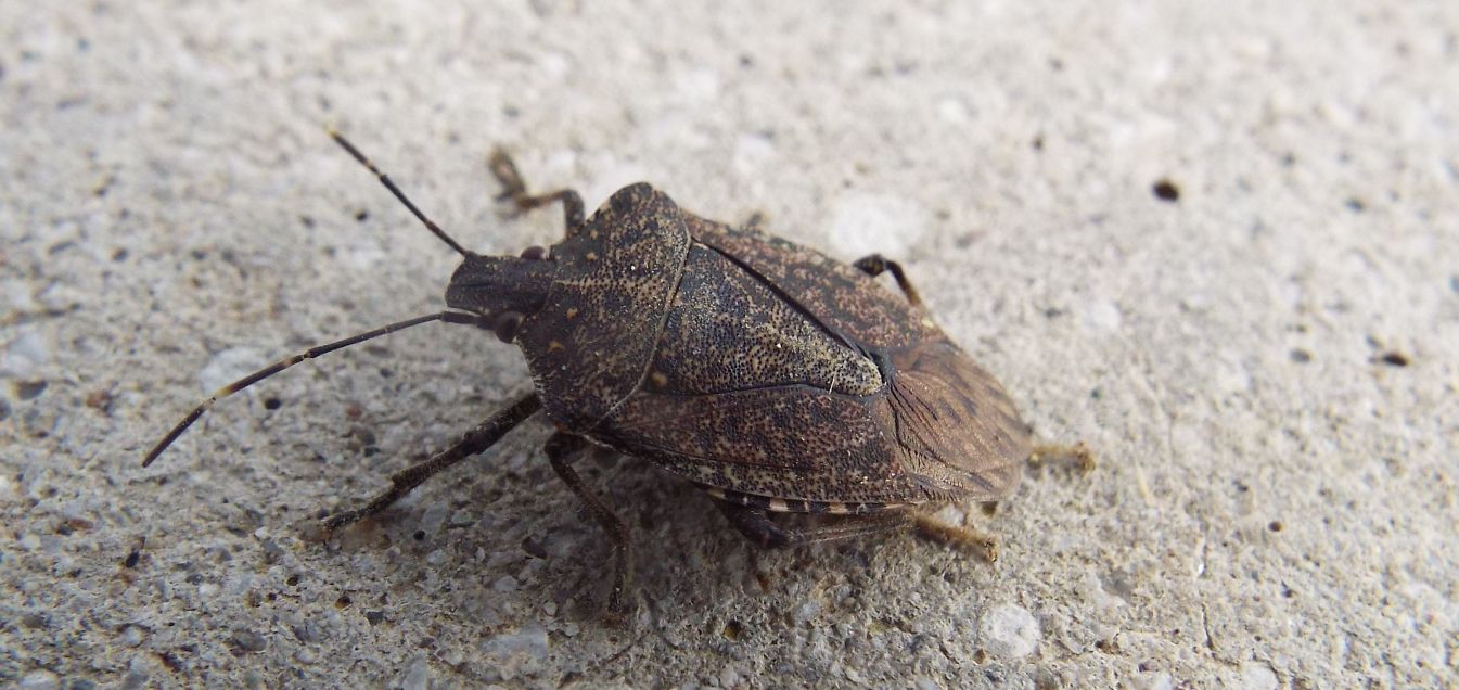 Halyomorpha halys (Pentatomidae)