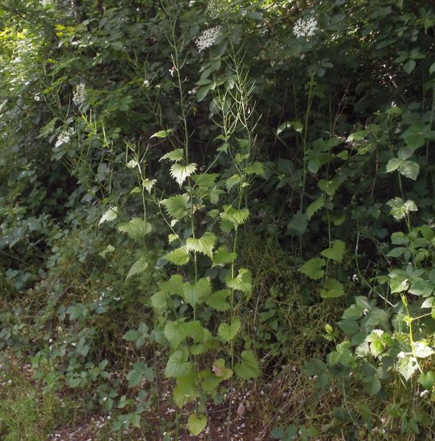 Alliaria petiolata (Brassicaceae)  ?  S !